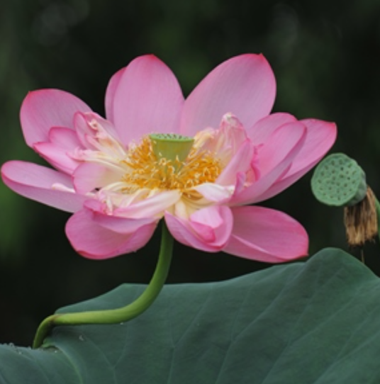 菡萏（睡莲科莲属植物）