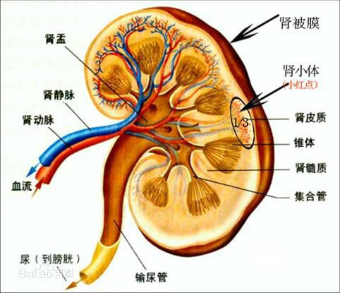 CKD（慢性肾脏病）