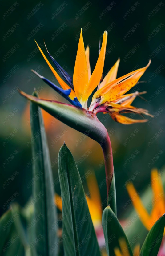 鹤望兰（芭蕉科鹤望兰属植物）