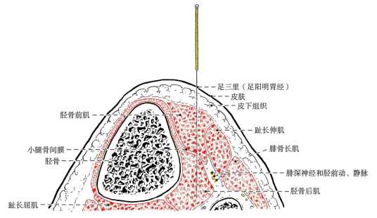 足三里