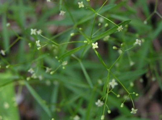 四叶草（豆科车轴草属植物）