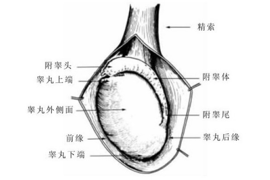 睾丸