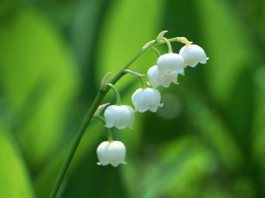 铃兰（百合科铃兰属植物）