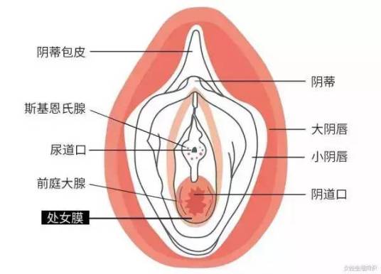 处女膜（位于阴道外口和会阴的交界处的膜性组织）