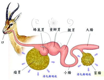 反刍（某些动物的消化方式）