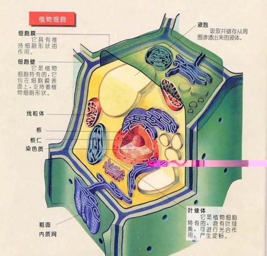 细胞（生物学中构成生物体的基本单位）