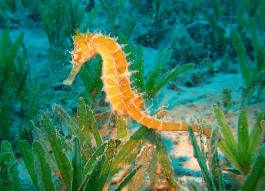 海马（硬骨鱼纲海龙目海龙科海马属下的动物统称）