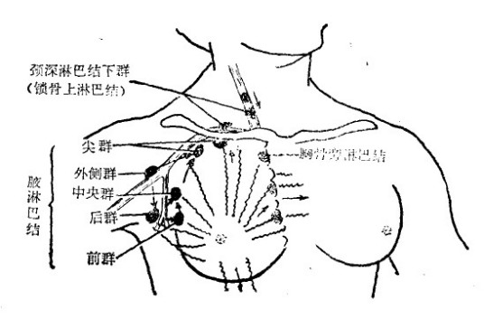 淋巴结