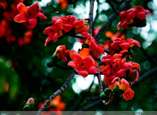 木棉花（中药）