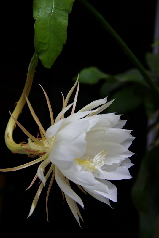 昙花（仙人掌科昙花属植物）