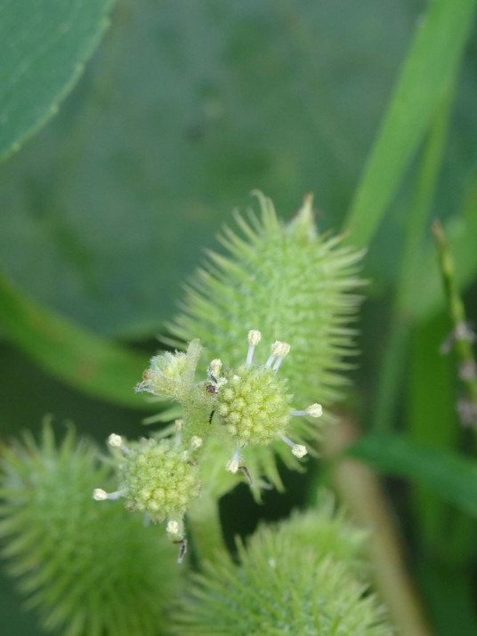 苍耳（菊科苍耳属植物）