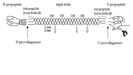 胶原蛋白（生物高分子，动物结缔组织的主要成分）