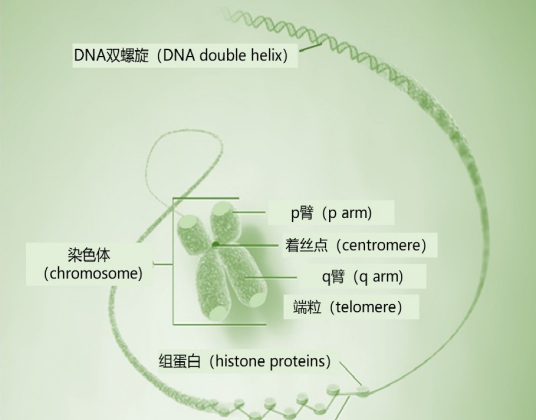 染色体（细胞核的组成部分）