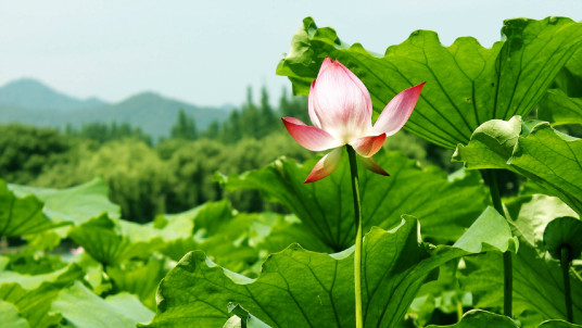 永联村（浙江省绍兴市绍兴县湖塘街道永联村）