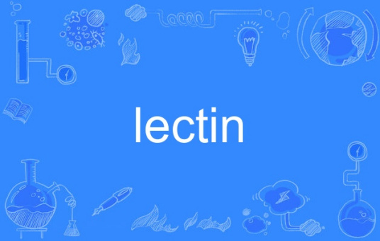 lectin（英语单词）