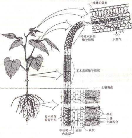 内聚力学说