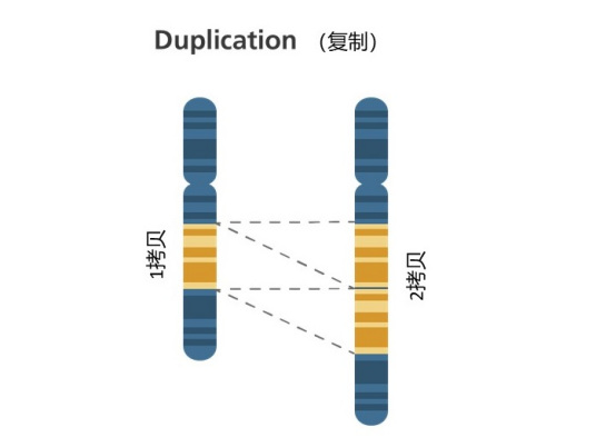 复制（遗传学术语）