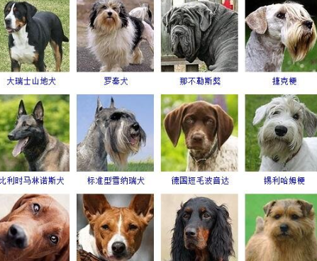 犬种标准