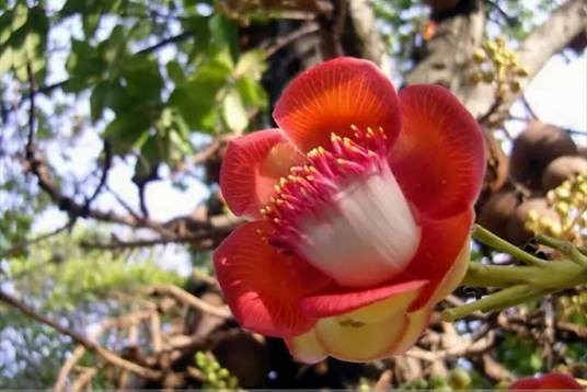 菩提花（植物、花）