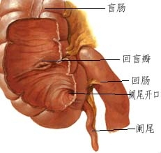 阑尾寄生虫病