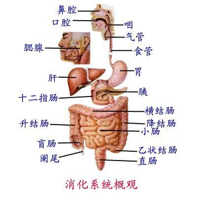 消化道