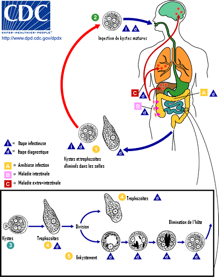 急性细菌性痢疾