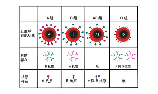 Rh阳性血型