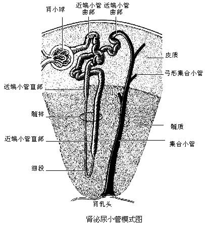 代谢性酸中毒肾病