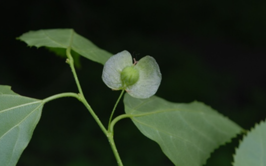 青檀（大麻科青檀属植物）