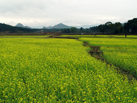 英德沙口油菜花基地