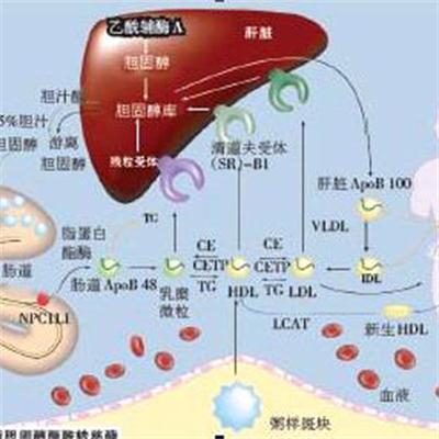 高密度脂蛋白胆固醇