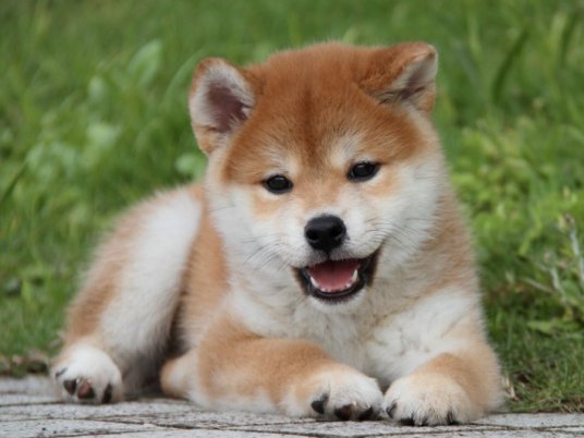 柴犬ShibaInu