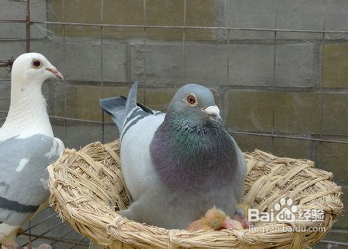 信鸽的饲养与训练