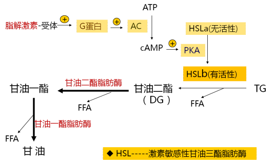 脂肪动员