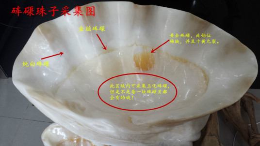 金丝砗磲