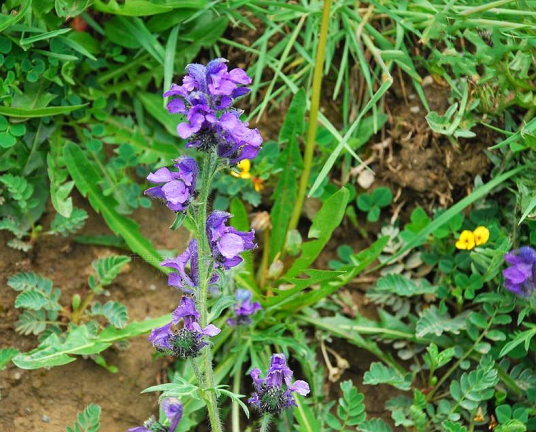 露蕊乌头（毛茛科露蕊乌头属植物）