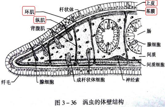 皮肤肌肉囊