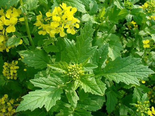 白芥（十字花科白芥属植物）