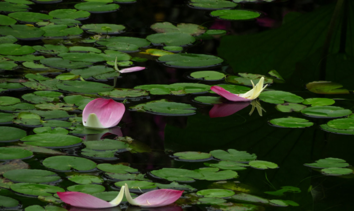 花自飘零水自流什么意思