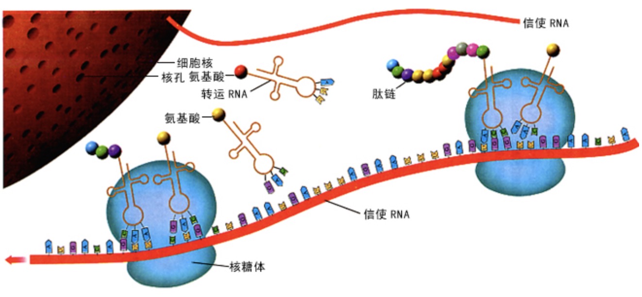 附着在内质网上的核糖体和游离的核糖体有什么区别