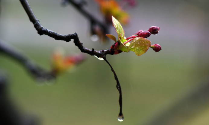 绵绵春雨润万物的下联是什么?