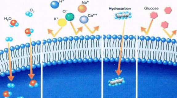 物质跨膜运输的实例