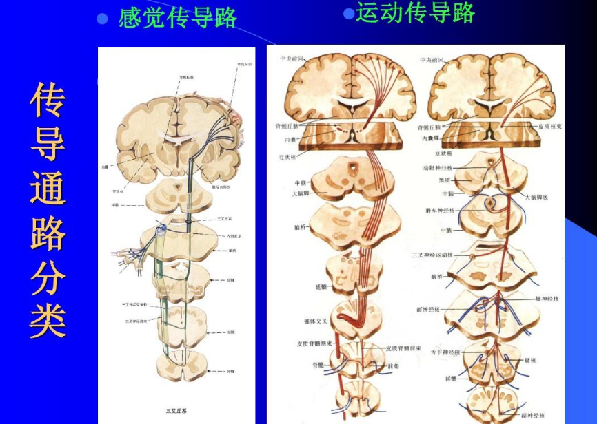 CMCT是什么意思