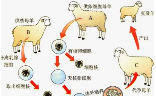 克隆人的利与弊是什么？