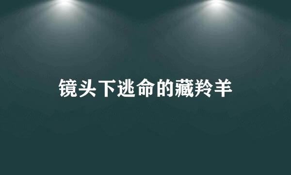 镜头下逃命的藏羚羊