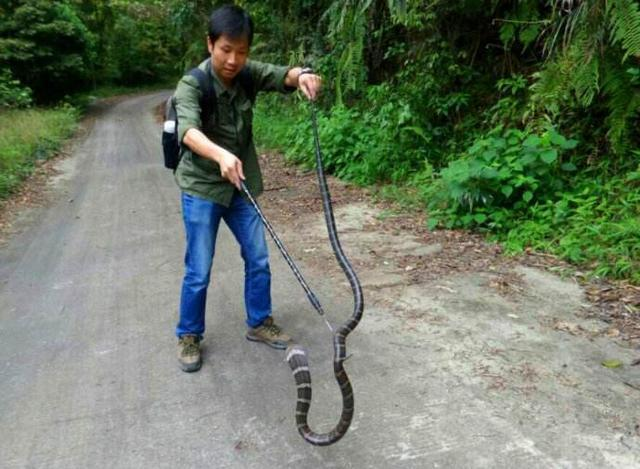 深圳2米长眼镜王蛇窜入居民小区，居民们遇到这种情况该如何保护自己？