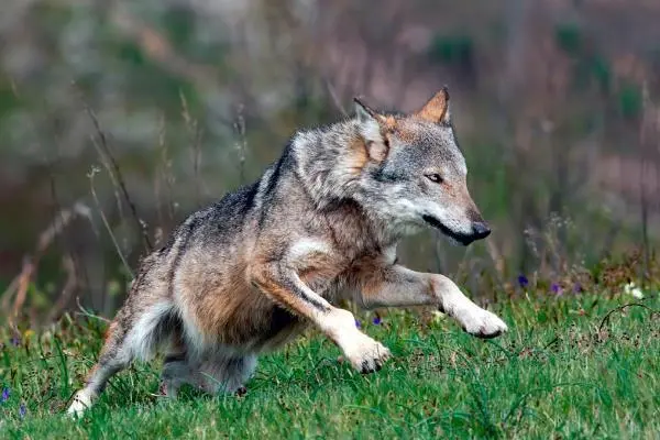 wolf是什么中文意思