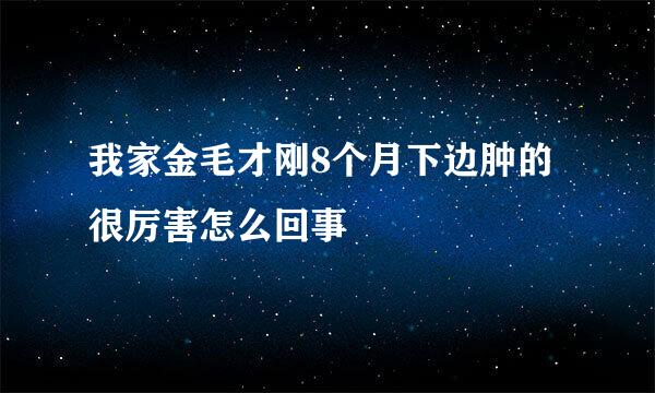 我家金毛才刚8个月下边肿的很厉害怎么回事