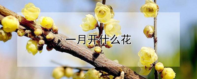 一月开什么花