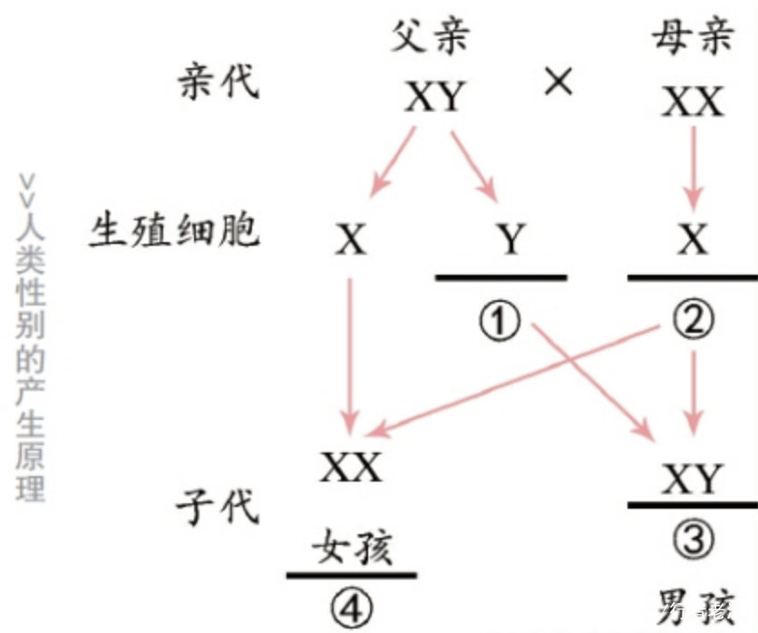 在自然的状态下，生男生女的比例是1：1吗？